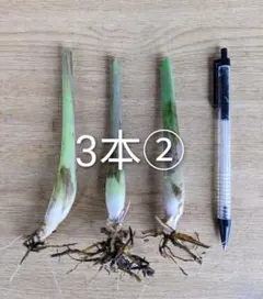 2025年最新】レモングラス 苗の人気アイテム - メルカリ