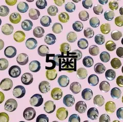 歯シール 歯イルシール 歯