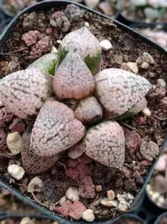 Top【選抜株】多肉植物　22793スリリング　パール 20個　鉢無し/脱土 Top【選抜株】多肉植物 13137ハオルチア ピクタ 10個 鉢無し/脱土