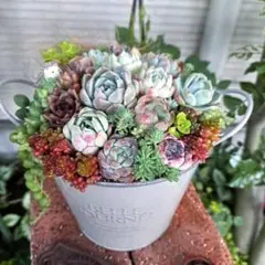 多肉植物 ♡そのまま飾れる寄せ植え♡2点セット♬ - メルカリ