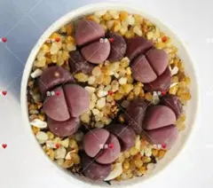 2026年最新】菊水の人気アイテム - メルカリ