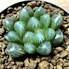 ドドソンオブツーサ錦 超美株 ハオルチア 観葉植物 39 - メルカリ