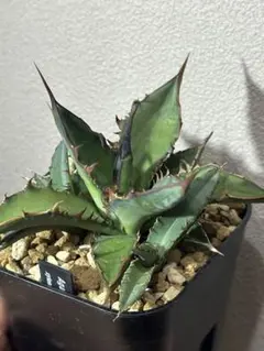 2025年最新】キシロナカンサ ハイブリッドの人気アイテム - メルカリ