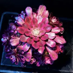 2026年最新】メデューサ錦の人気アイテム - メルカリ