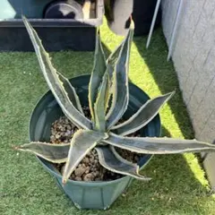 2026年最新】アガベ アメリカーナ 子株の人気アイテム - メルカリ