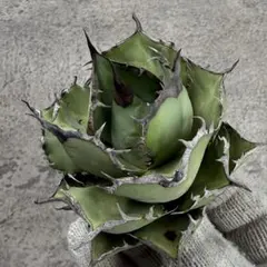 アガベ　氷山　大株❗ベアルート株 Yahoo!オークション - NO.2多肉植物 アガベ 氷山 大株