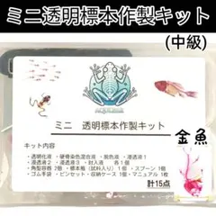 2025年最新】透明標本 キットの人気アイテム - メルカリ