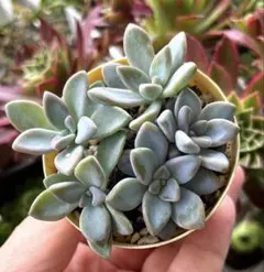 多肉植物 桜牡丹 5カット❣️のサムネイル