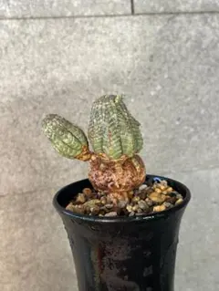 2025年最新】ユーフォルビア オベサ モンストの人気アイテム - メルカリ