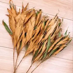 N.L.H.Y *様 リクエスト 2点 まとめ商品