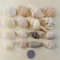 ヤドカリハウス