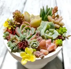 Y 多肉植物 ちまちま寄せセット カット苗