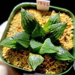 1903 ナイルの一滴×ウイミー 実生 多肉植物 ハオルチア アロエ - メルカリ
