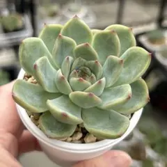 多肉植物 キャラリアン② 抜き苗 - メルカリ