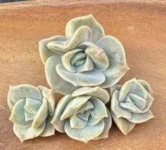 千本桜 スモールピーチ 多肉植物 カット苗3個 - メルカリ
