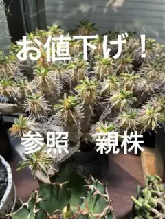 2026年最新】ギラウミニアナ 種子の人気アイテム - メルカリ