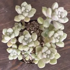 だるま姫秀麗　抜き苗のサムネイル