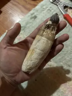珍品！ 冬虫夏草 セミ 昆虫標本 漢方 鉱物 隕石 呪物 根付 出土 人体