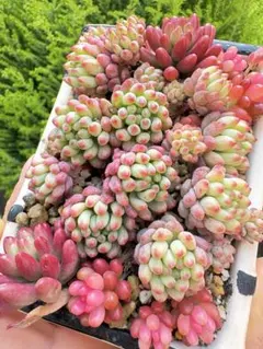 2026年最新】虹の玉の人気アイテム - メルカリ