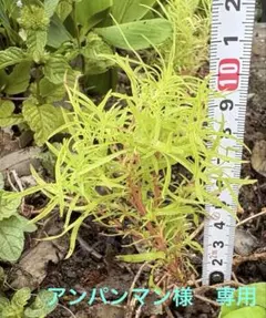 アンパンマン様専用　コキア苗　大きめ　5本