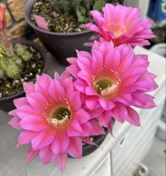 98-ピンクハス 超人気 花サボテン 群開 エキノプシス属 カキコ - メルカリ