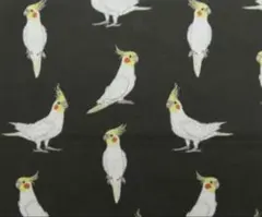 【ゆきちゃん限定】X592-3　オカメインコ　ルチノー　黒系　布　1m