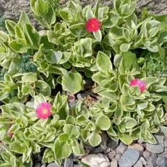 mamo様 リクエスト 2点 まとめ商品