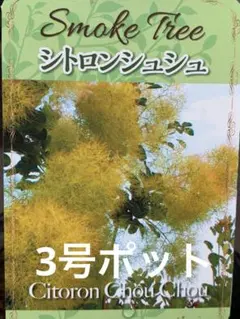 メタモン様 リクエスト 2点 まとめ商品