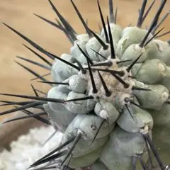 黒王丸 現地球カキコ（白棘 白肌）作家鉢付き 開花済 - メルカリ