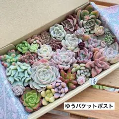 14 多肉植物　多肉弁当　詰め合わせ　寄せ植え　セット　カット苗　韓国苗　セダム