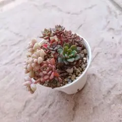クラッスラ デルトイデア タンクアカルー 抜き苗 多肉植物 - メルカリ