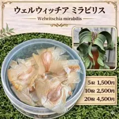 「種子5粒」ウェルウィッチア ミラビリスのサムネイル