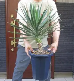 現品】ユッカ・ファクソニアーナ yucca faxoniana 8号 D21番 - メルカリ
