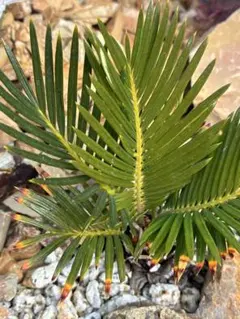 2026年最新】金環ソテツの人気アイテム - メルカリ