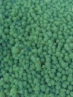 多肉植物 セダム 斑入りパリダム 30カット