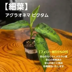 2026年最新】アグラオネマ ピクタム 種の人気アイテム - メルカリ
