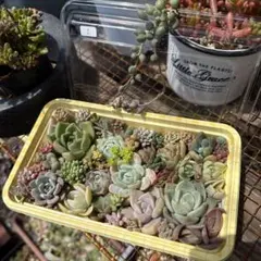 ① 多肉弁当 カット苗 多肉植物 寄せ植え つぶつぶ多肉 セダムのサムネイル