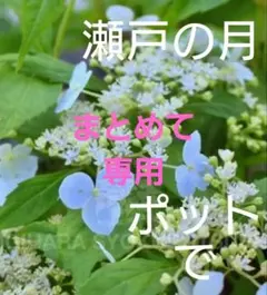 いちご♡*゜様 リクエスト 2点 まとめ商品