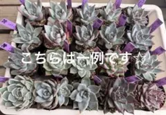 SSS.多肉植物製作所苗【コロラータ✕中里リンゼアナ】他2苗セット