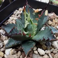 2025年最新】hidden agaveの人気アイテム - メルカリ