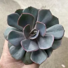 ルーナ様 リクエスト 2点 まとめ商品