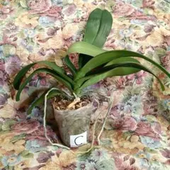 2025年最新】胡蝶蘭の人気アイテム - メルカリ