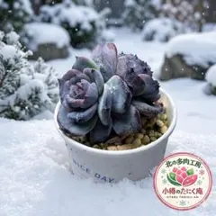 極希少・双頭！ダークオパール錦（抜き苗）約4cm ★小樽のたにく庵のサムネイル