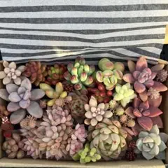 多肉植物　カット苗　寄せ植えセット
