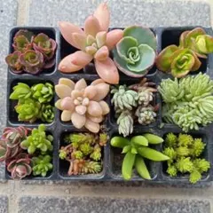 多肉植物　セダム　カット苗　詰め合わせ