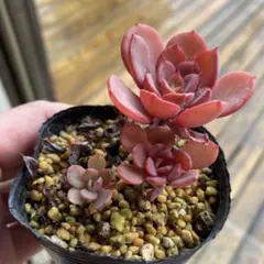 ドドシュカ様 リクエスト 2点 まとめ商品