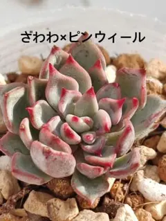 でか苗 おらいさん 青札✡️(エボニー×ざわわ)×サンロベルト 多肉 デカベリア でか苗 おらいさん 青札✡️(エボニー×ざわわ)×サンロベルト