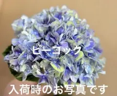 アジサイ　輸入アジサイ　苗木　希少　斑入り　ピ14 アジサイ 輸入アジサイ 苗木 希少 斑入り ピ14 - メルカリ