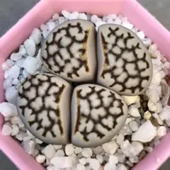 yosaku様 リクエスト 4点 まとめ商品