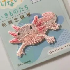 【新品未使用】アイロンワッペン　シール　絶滅危惧種　ウーパールーパー　1点
